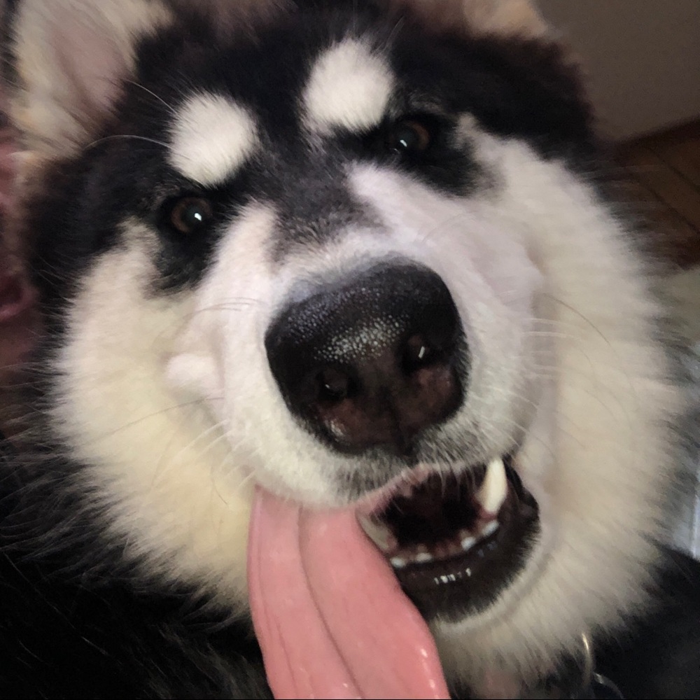 Meet your Posher, Hunter